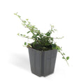 Cotoneaster pr. 'Queen of Carpets', plant in pot