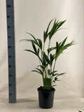 Howea Forsteriana, plant in pot