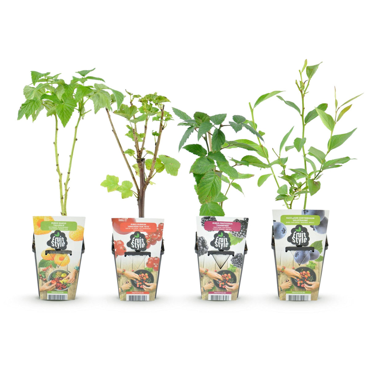 Fruitplanten rainbow mix, rode bes, gele framboos, zwarte braam en blauwe bes, kenmerkend blad