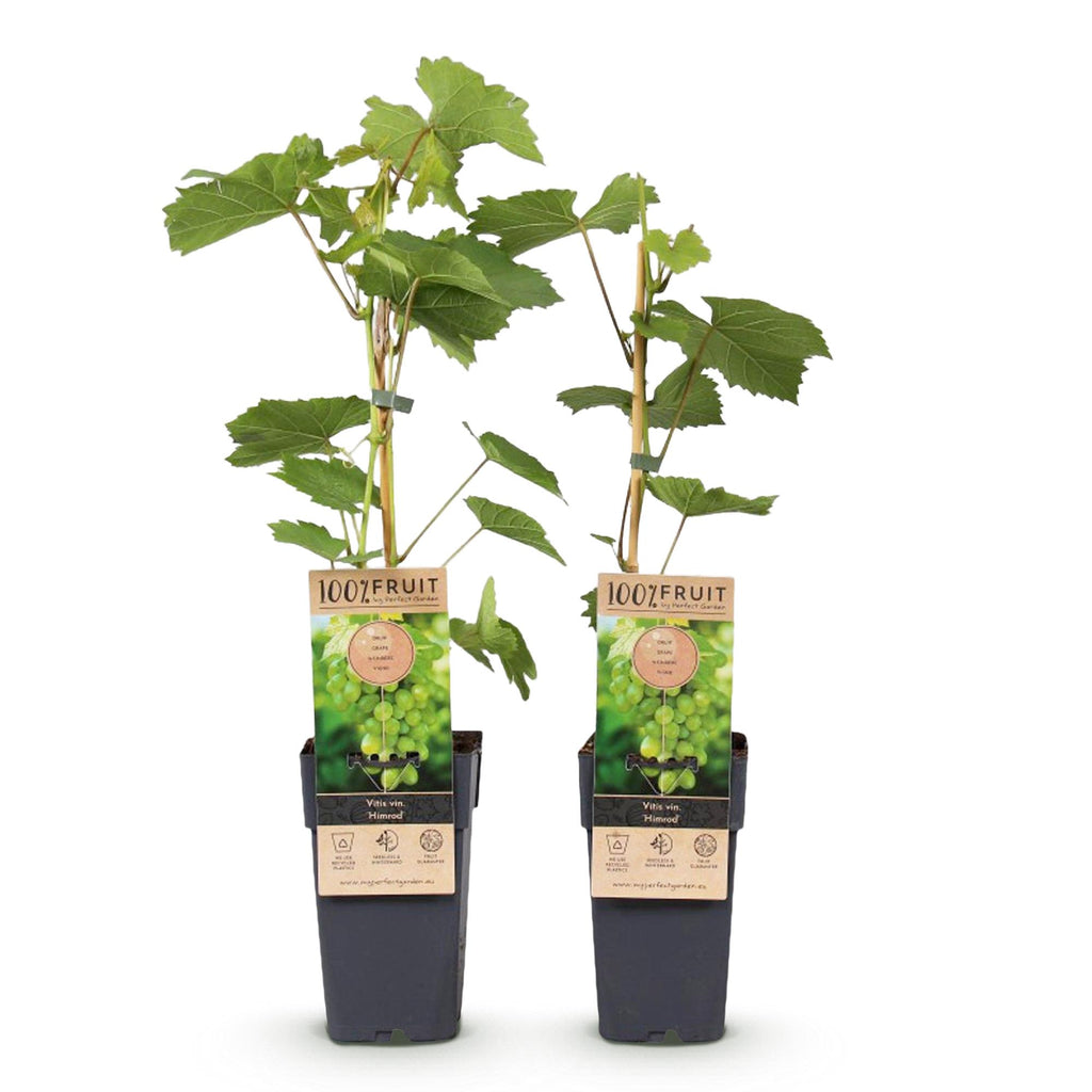 Productafbeelding van Pureplant