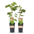 Productafbeelding van Pureplant