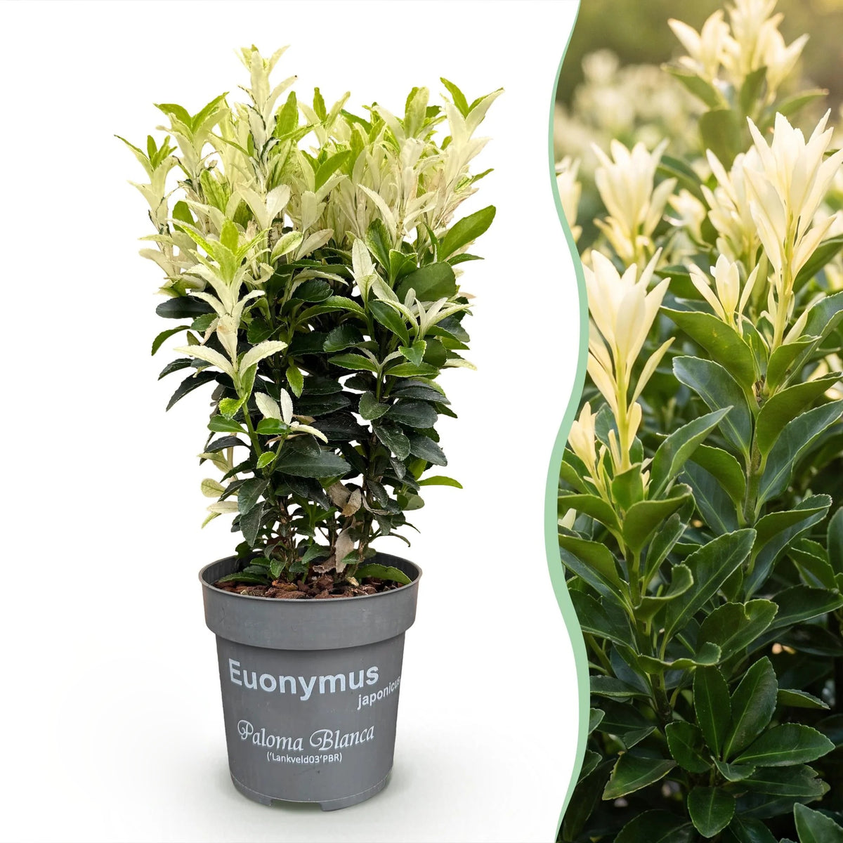 Kardinaalsmuts Paloma Blanca, plant in pot