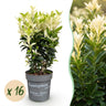 Kardinaalsmuts Paloma Blanca