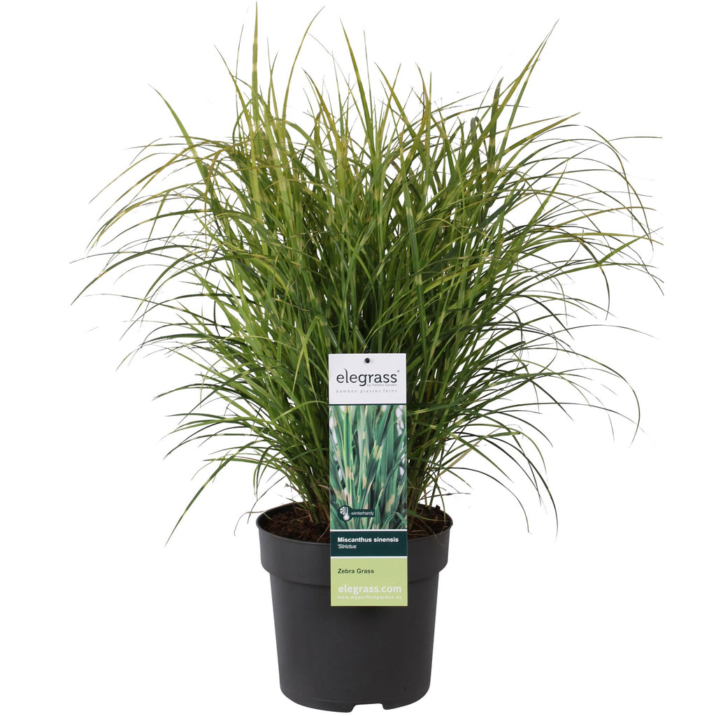 Detailfoto van Miscanthus sinensis Strictus