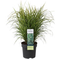 Detailfoto van Miscanthus sinensis Strictus