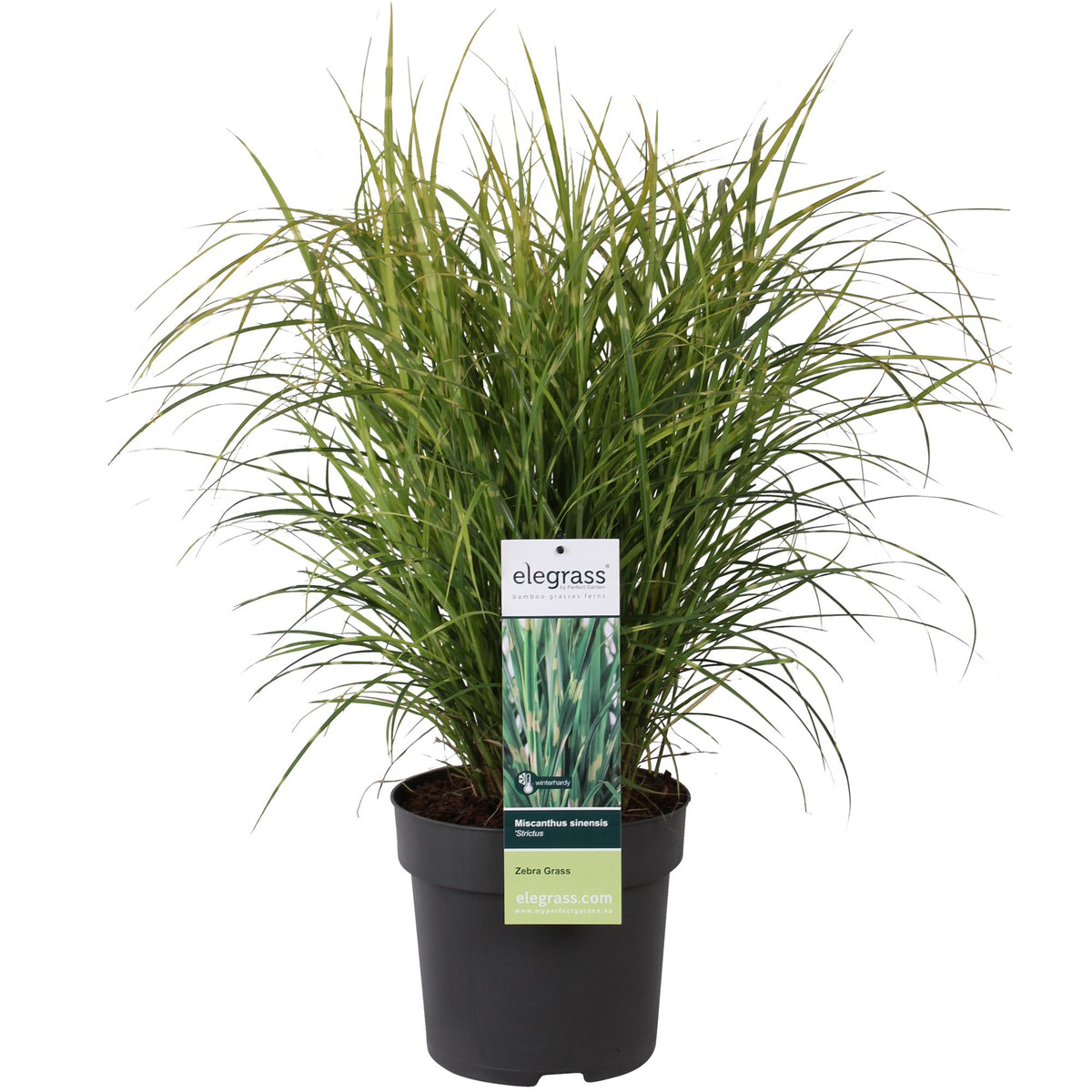 Detailfoto van Miscanthus sinensis Strictus