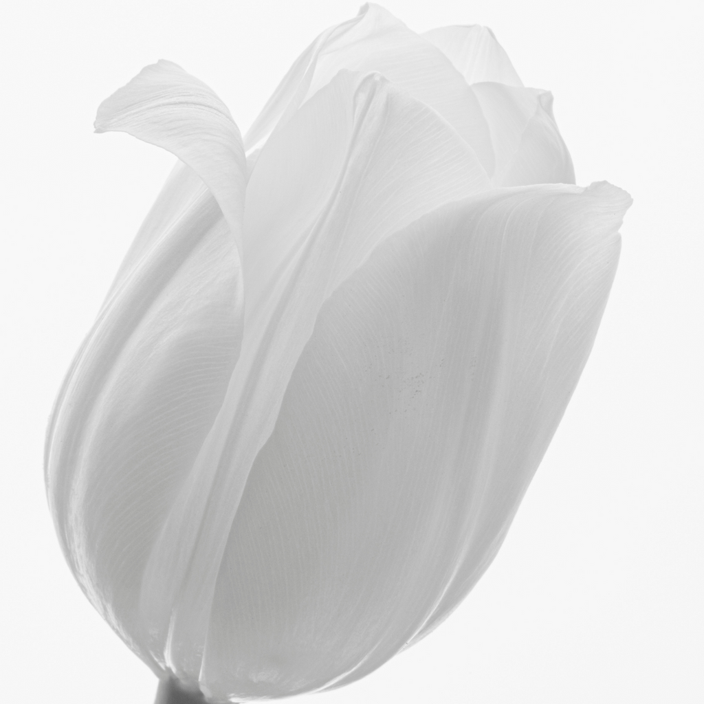 Tulpenbollen Catherina, zuiver witte tulp, 20 stuks, groene bladeren