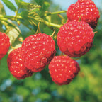 Frambozenplant Malling Promise, fruitgewas voor de tuin, plant in pot
