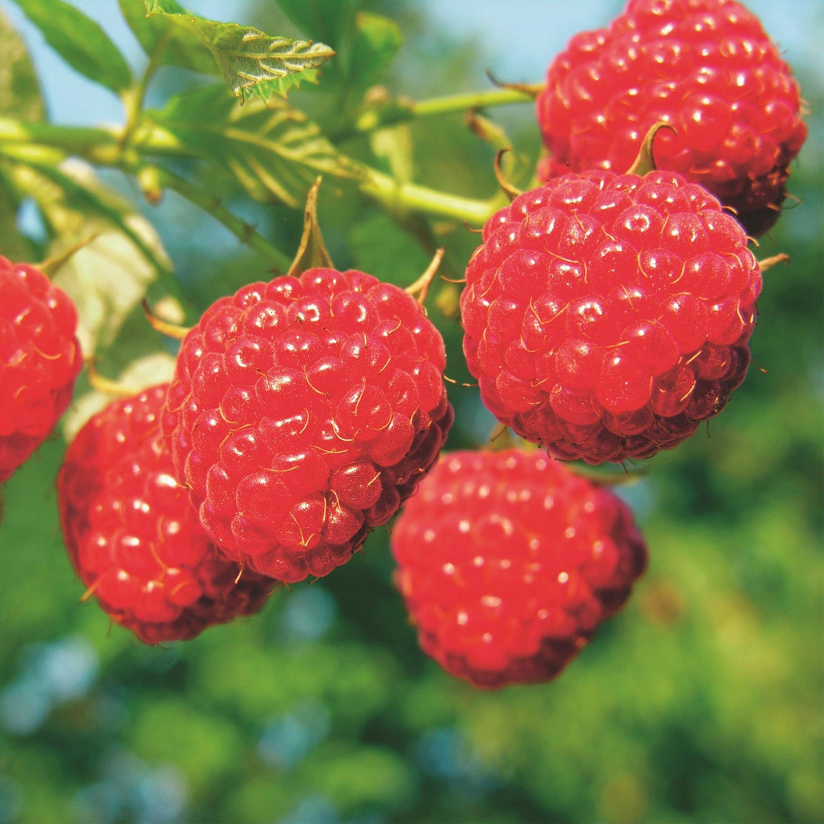 Frambozenplant Malling Promise, fruitgewas voor de tuin, plant in pot