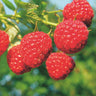 Frambozenplant Malling Promise, fruitgewas voor de tuin