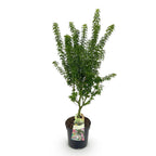 Acer palmatum Koto Hime, kenmerkend blad