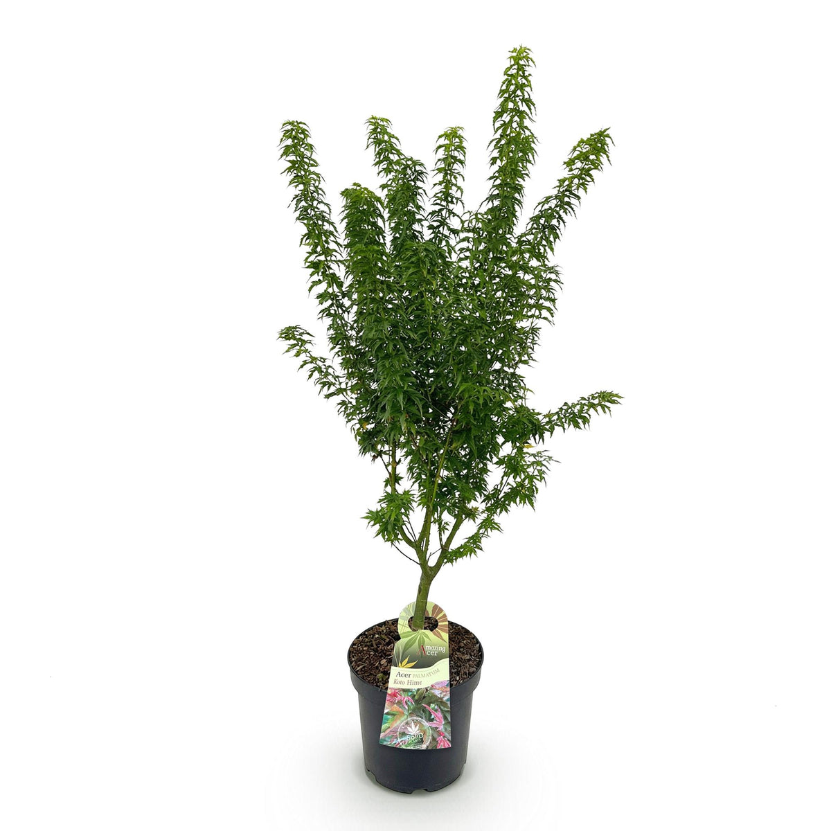 Acer palmatum Koto Hime, kenmerkend blad