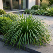 Carex oshimensis Evergreen - Japanse Zegge - Groenblijvend - Groen - 6 Planten