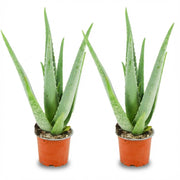 Aloë Vera, 40 cm hoog