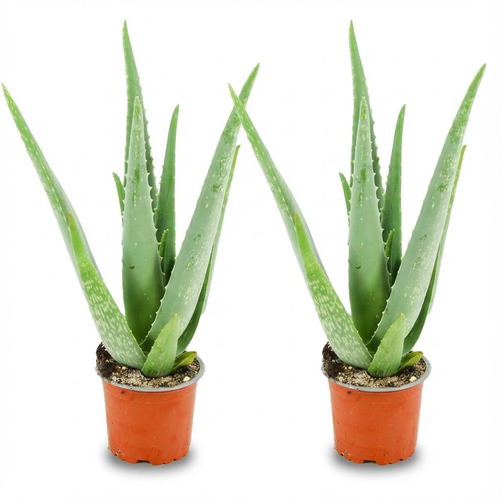 Aloë Vera, 40 cm hoog, groene bladeren