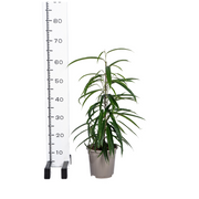 Ficus Binnendijkii Alii