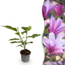 Magnolia Betty
