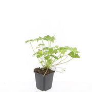 Geranium macr. &