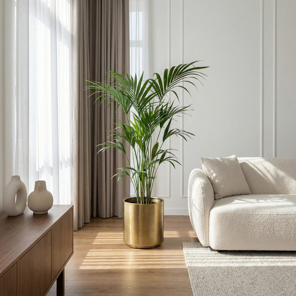 Howea Forsteriana