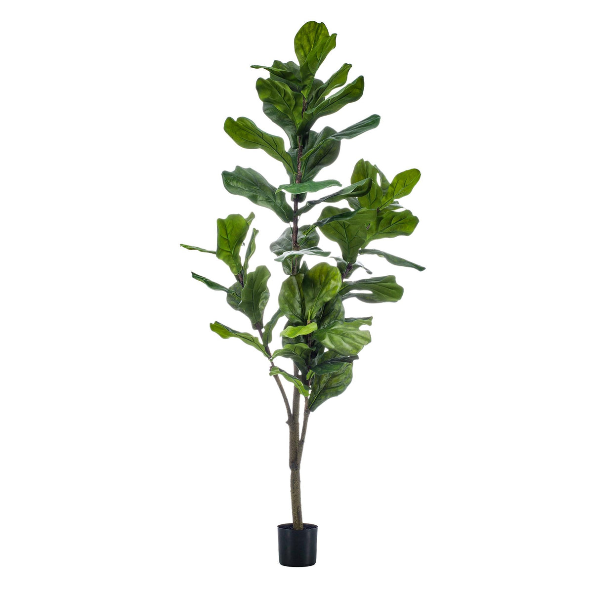 kunstplant - Ficus Lyrata  - Tabaksplant, groeiwijze van de plant