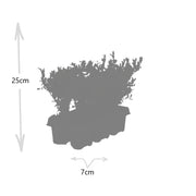Ilex crenata &