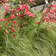 Carex comans Frosted Curls, 50 cm hoog