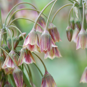 Siciliaanse honingknoflook Allium siculum, rood