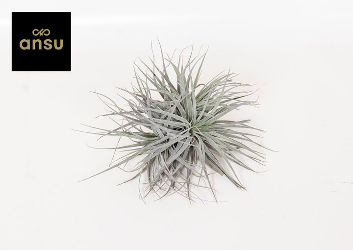 Tillandsia Super Silver XL