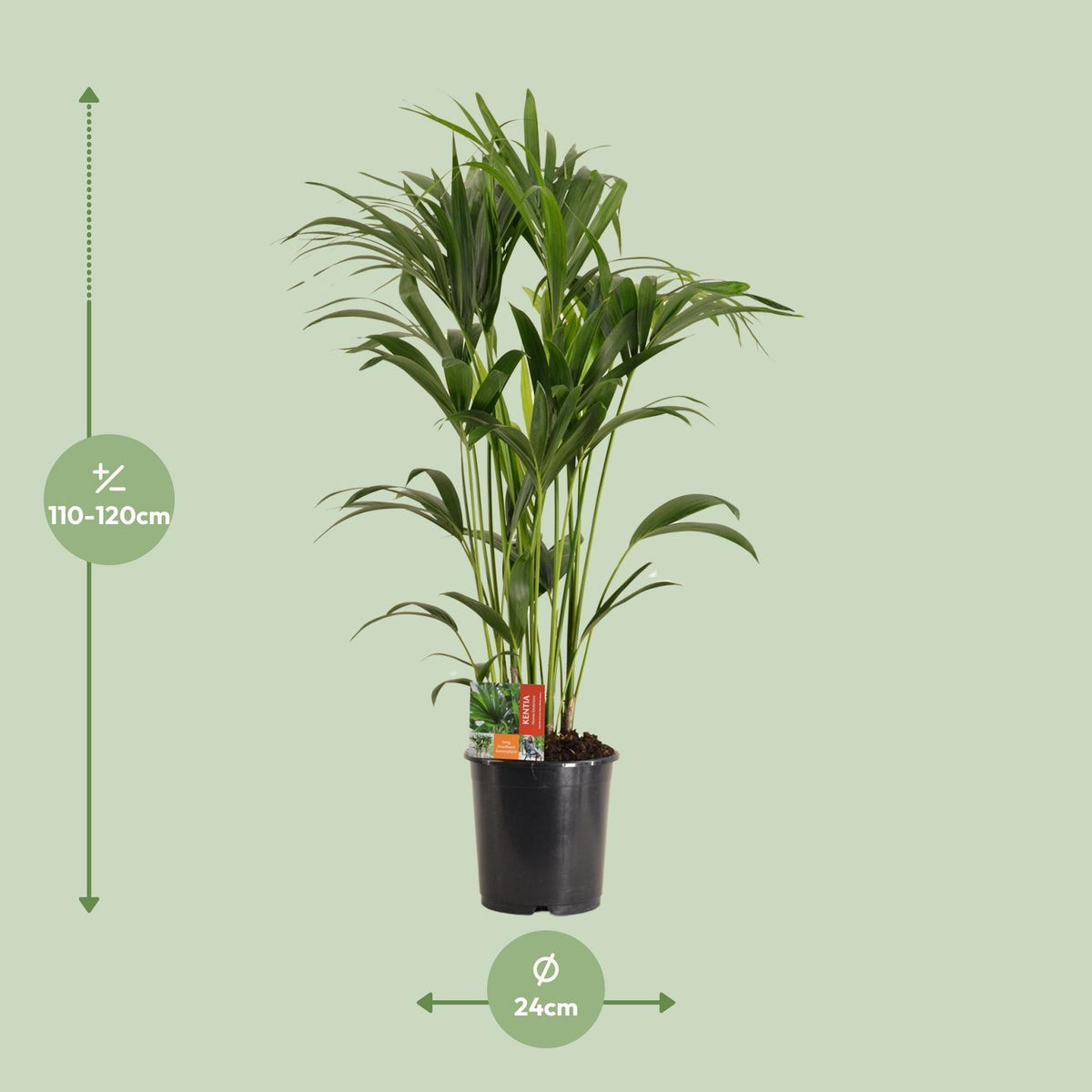 Howea Forsteriana, kenmerkend blad