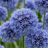Blauwe sierui Allium caeruleum bloembollen