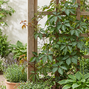 Parthenocissus henryana - Chinese wingerd - set van 4 - Ø9 cm