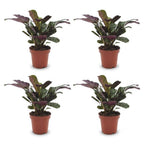 Ctenanthe Burle Marxii - Visgraatplant - 4 Planten, detail van het blad