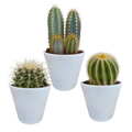 Productafbeelding van Pureplant
