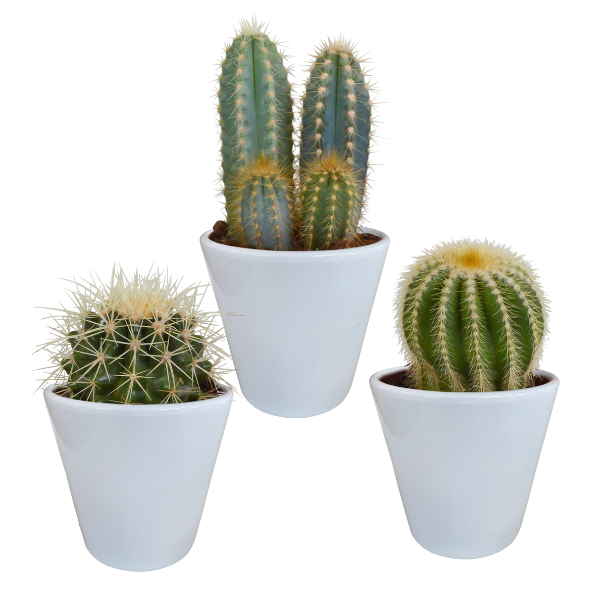 Productafbeelding van Pureplant