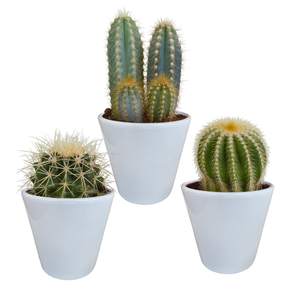 Cactus mix