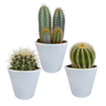 Cactus mix