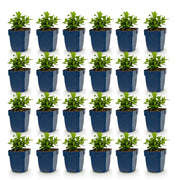 Hypericum calycinum - Sint-Janskruid - Bijen- en vlinderlokkers - Geel - 24 Planten