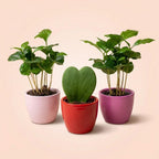 Cadeauset koffieplant Coffea Arabica, 3 mini-plantjes, detail van het blad