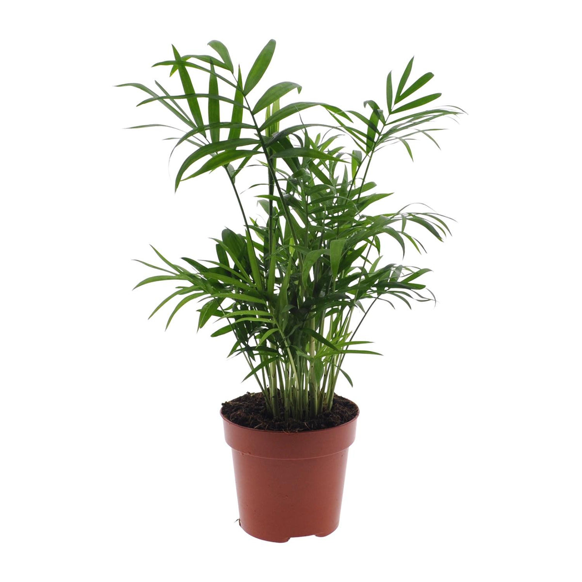 Productfoto van Chamaedorea elegans, Mexicaanse bergpalm, 40 cm hoog