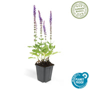 Salvia nem. &