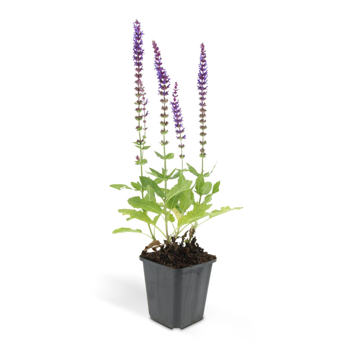 Salvia nem. 'Ostfriesland', groene bladeren