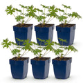 Ooievaarsbek Tricolour, met paarse, roze en witte bloemen, decoratieve plant