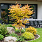 Japanse esdoorn Shaina, compacte boom met dieprood blad, sterke plant