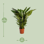 Detailfoto van Spathiphyllum Sweet Sebastiano