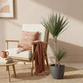 Dracaena Marginata Bicolor, plant in pot