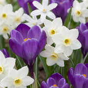 Bollenmix schaduwtuin