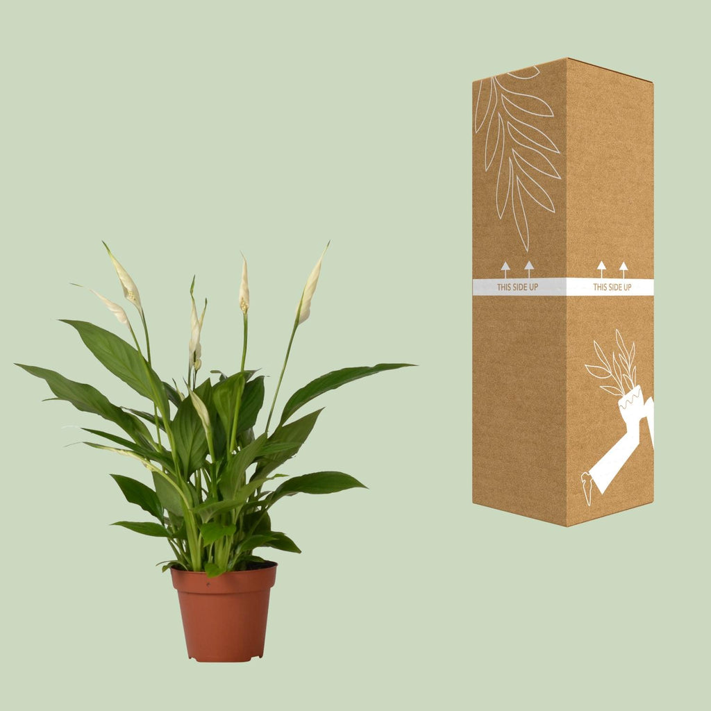 Detailfoto van Spathiphyllum Bingo Cupido, lepelplant met witte schutbladen