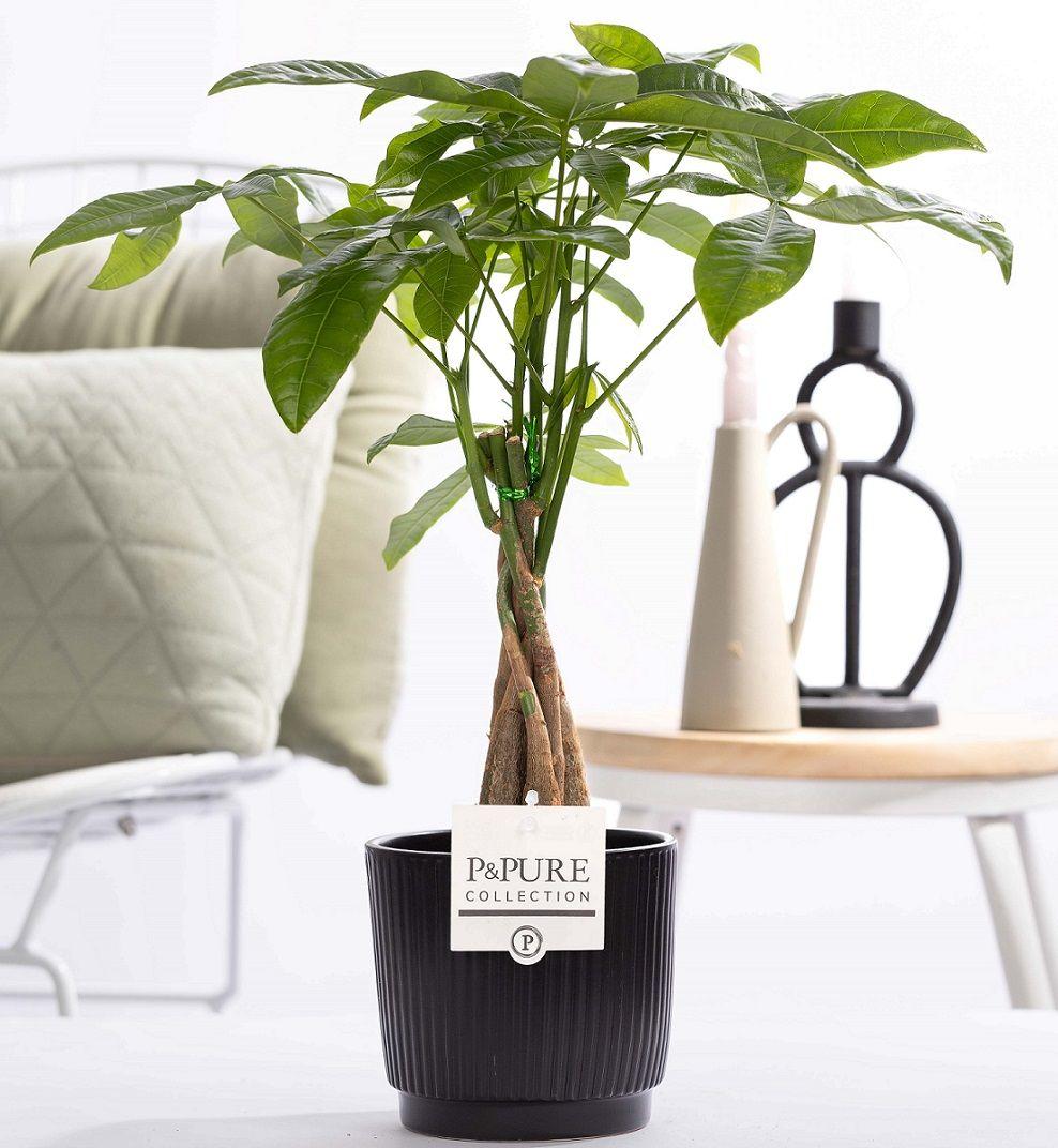 Pachira Aquatica In P&PURE Ceramics Liv, plant in pot
