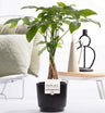 Pachira Aquatica In P&PURE Ceramics Liv