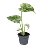 Monstera Deliciosa Mint Variegated - Monstera Deliciosa Mint Variegated - Groen - Variegata - Tropisch - Ø6cm - ↕18cm